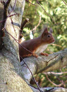 squirrel1-detail