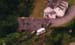 byre closeup at 3200dpi