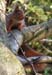 squirrel2-detail